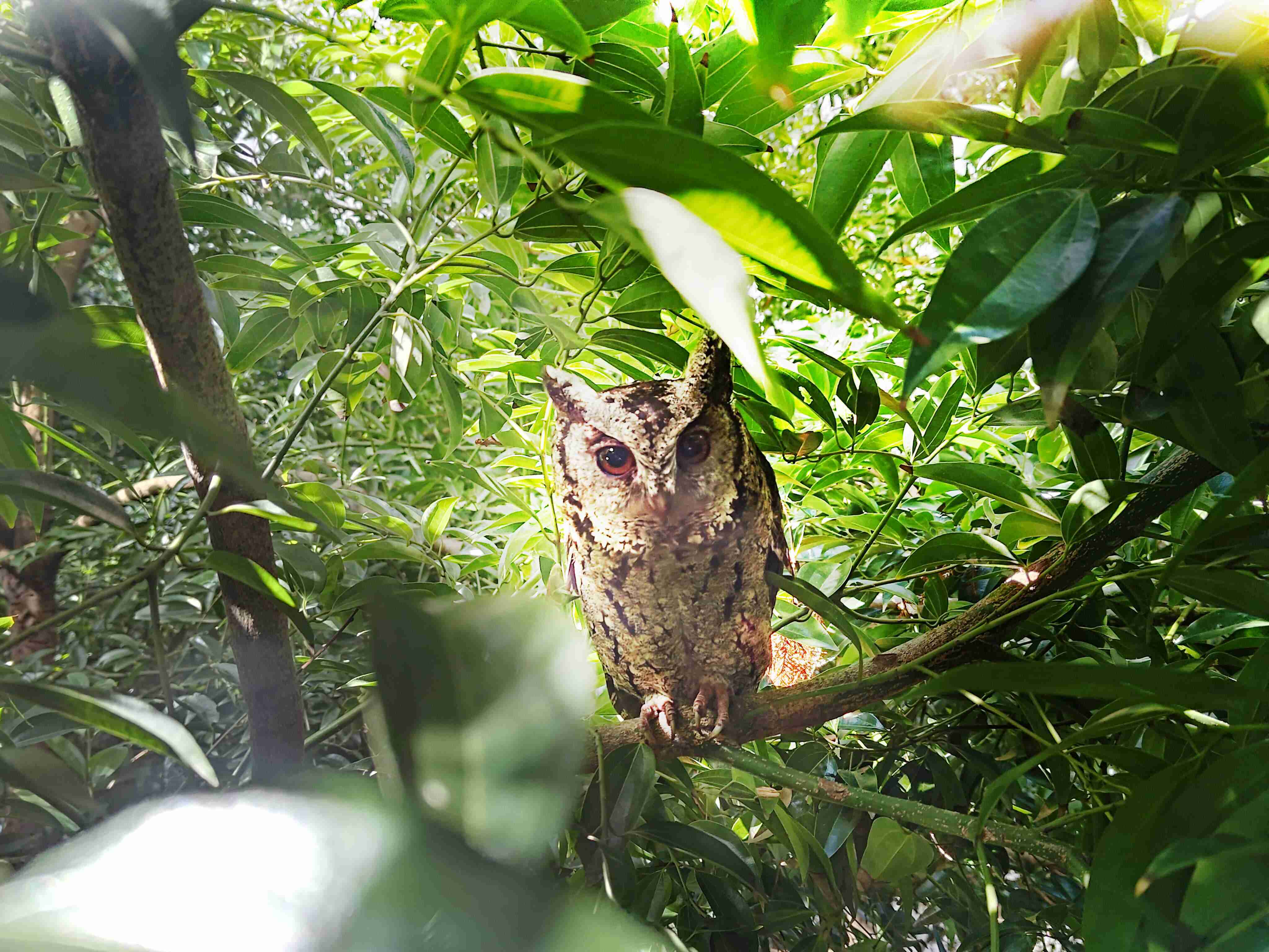 z6尊龙致力提倡净零绿生活，，，16年以来在全球各厂区植树逾百万棵，，，，造就各厂区树木蔚然成林，，犹如森林工厂，，，成为许多生物的栖息地